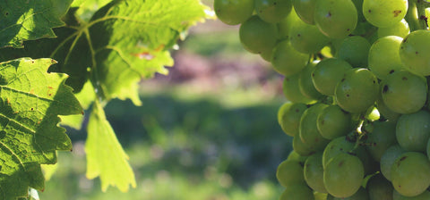 Grappes d'or